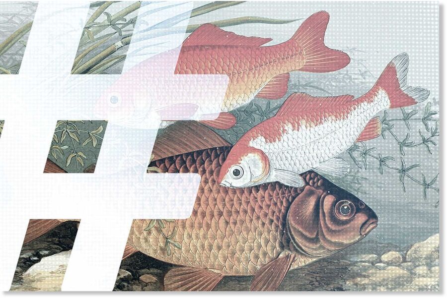 chinese goldfish