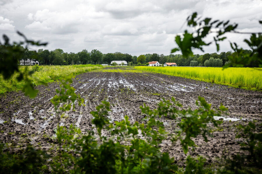 Click to enlarge netherlands flood crop