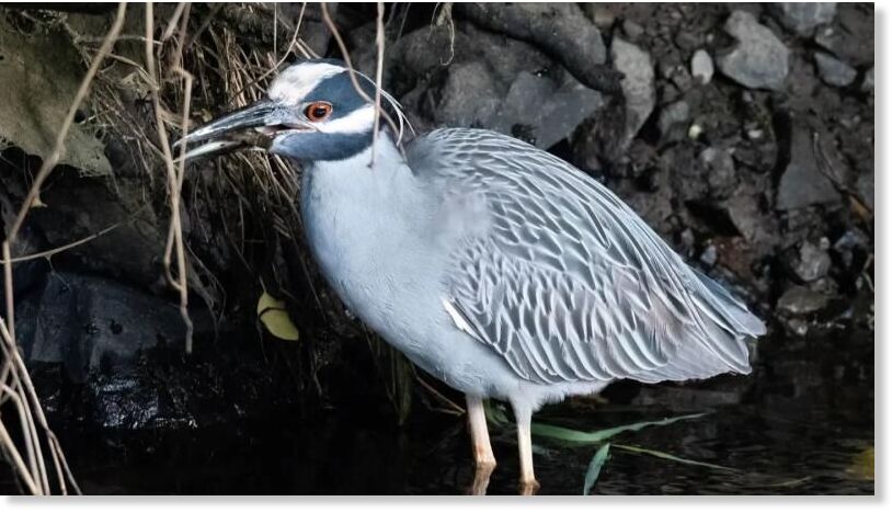 The yellow crowned night heron was spotted in Belcarra