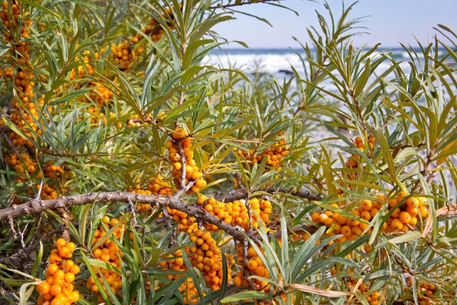 sea buckthorn
