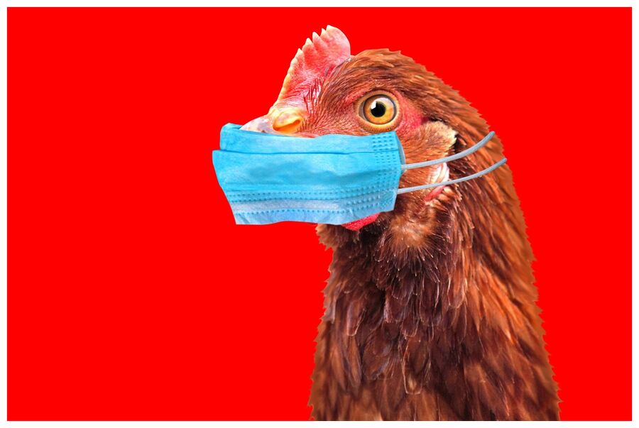 Bird Flu