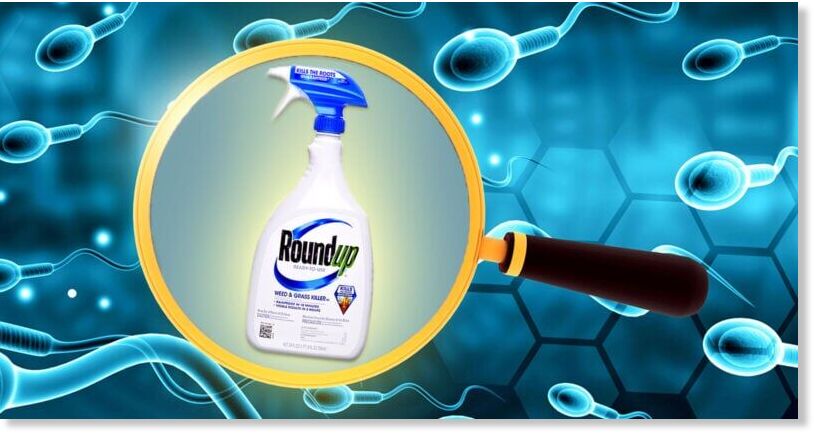 roundup sperm