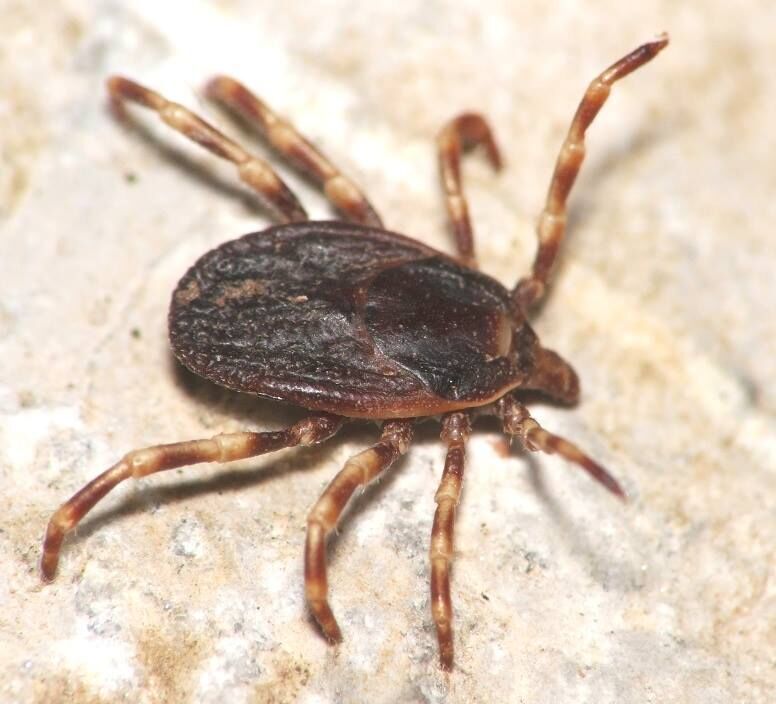 Hyalomma lusitanicum tick infest europe