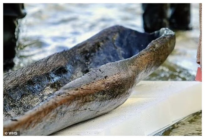 Click to enlarge Ancient Canoe