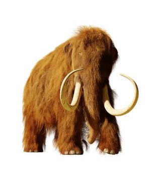 Mammoth