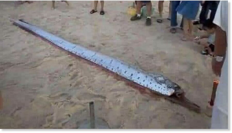 Children were amazed to see the giant fish washed up