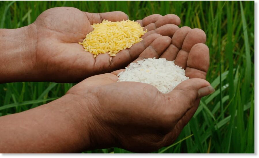 golden rice