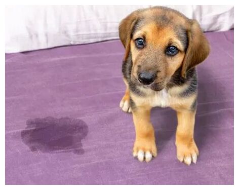 Click to enlarge Cute Puppy