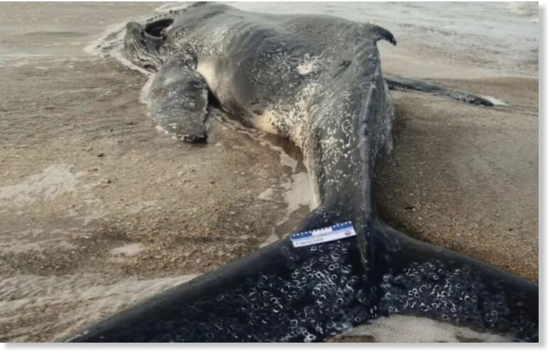 Click to enlarge The causes of death are yet to be determined. In the meantime, people were advised not to get close to stranded animals given the risk of catching contagious illnesses