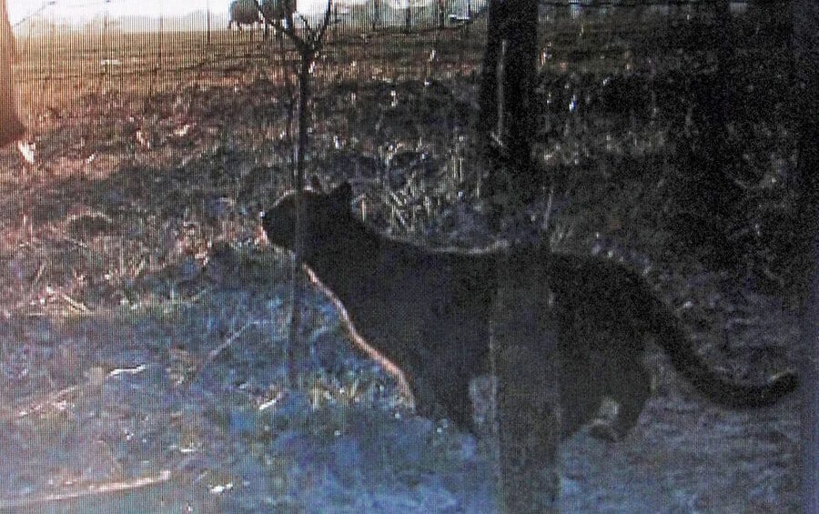 panther cryptid britain attack livestock sheep