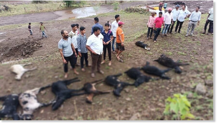 Lightning Strike Kills 40 Goats in Satara District: Shepherd Narrowly Escapes