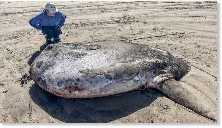 Click to enlarge The stunning fish measured more than 7 feet long, aquatic experts say.