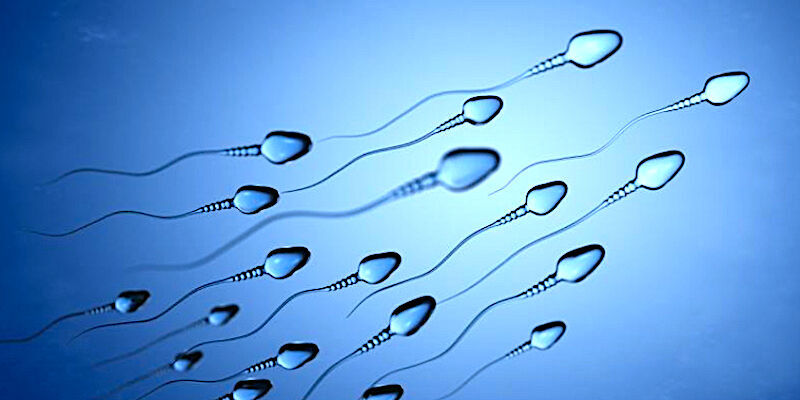 sperm