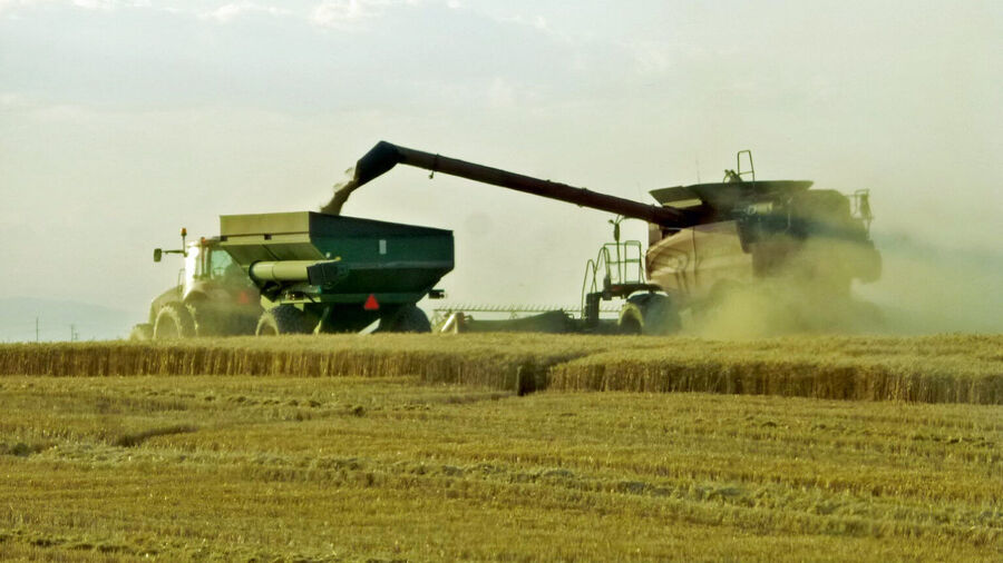 Click to enlarge wheat harvest
