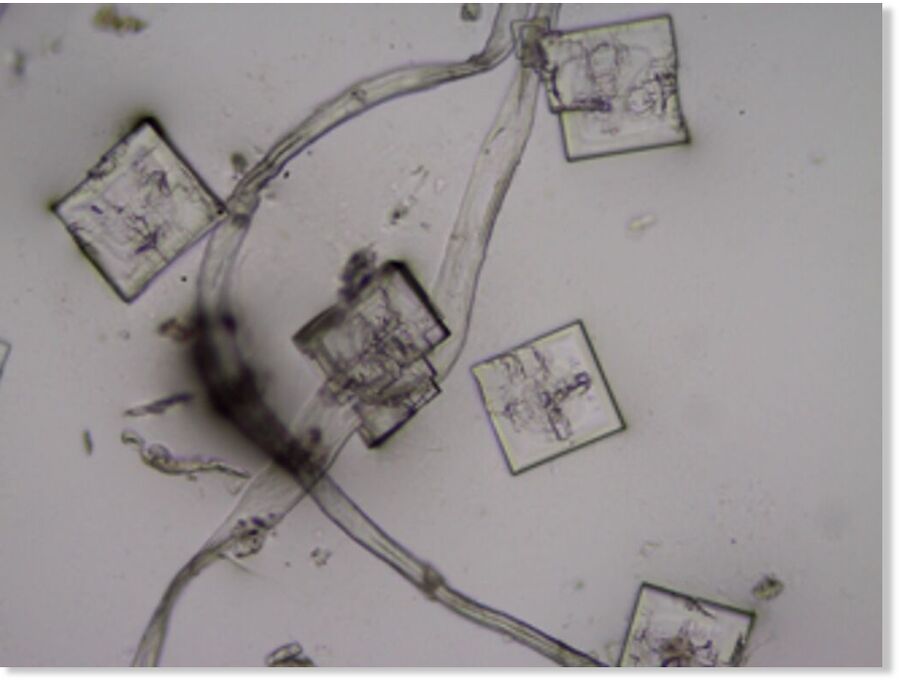 Click to enlarge fibrous structures