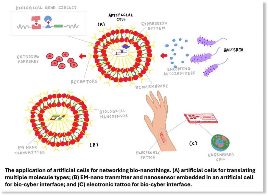 Click to enlarge Artist’s impression of Figure 5 from Akyildiz et al