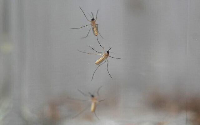 Mosquitoes