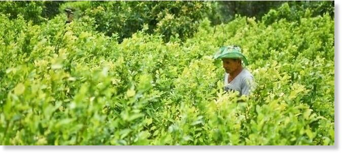 Click to enlarge cocaine field
