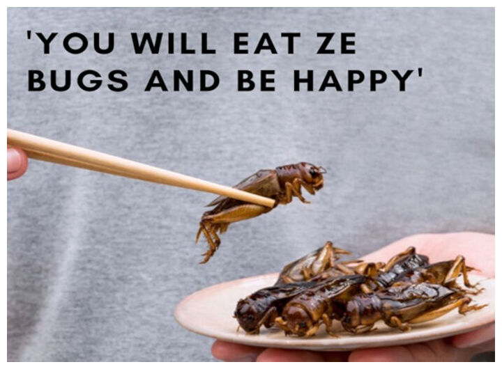Eat Ze Bugs
