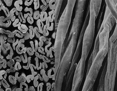 cotton fibers microscope