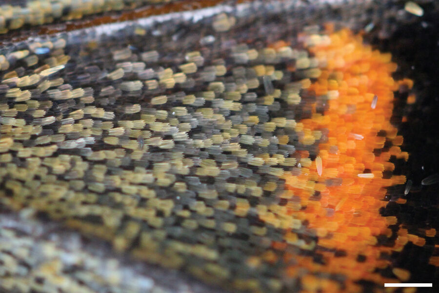 butterfly wing scales