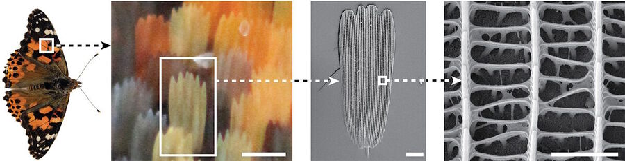 butterfly wing scales formation structure