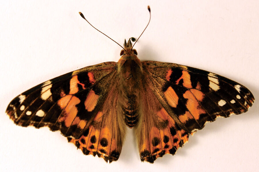 painted lady butterfly