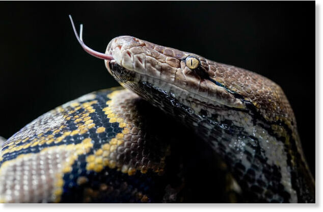 Click to enlarge A reticulated python (Malayopython reticulatus) wriggles over a tree trunk at Hagenbeck Zoo in December 2021.