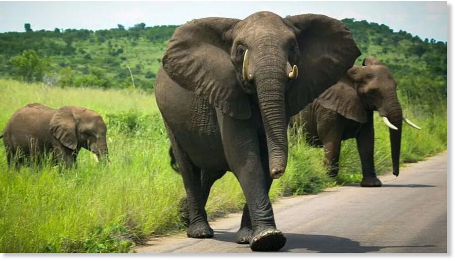 More than a million people visit South Africa's parks each year (stock image)
