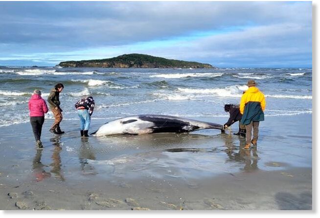 Rangers inspect what is believed to be a rare spade-toothed whale on July 5, 2024, after it was found washed ashore on a beach near Otago, New Zealand