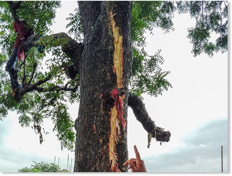 Neem tree stripped by lightning strike in Dhar district on Tuesday