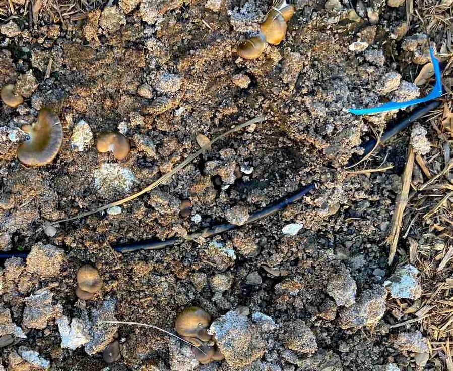 mushrooms brownfield toxic reclamation