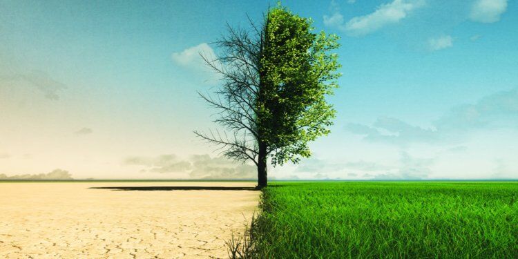 Click to enlarge desertgreen tree contrast