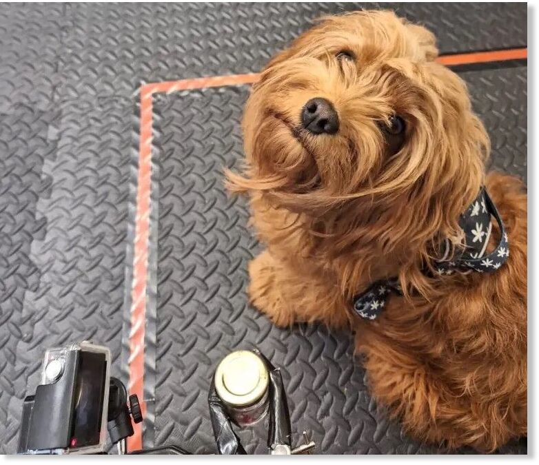 Click to enlarge doggie