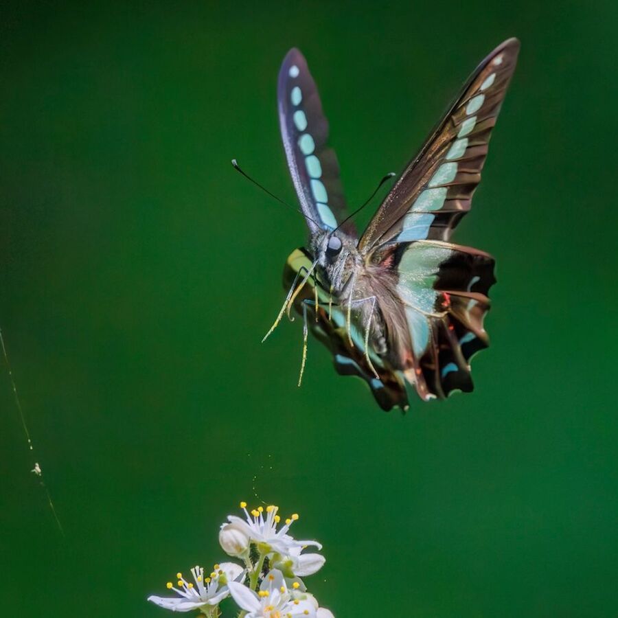 Click to enlarge butterflies electrostatic pollen gathering
