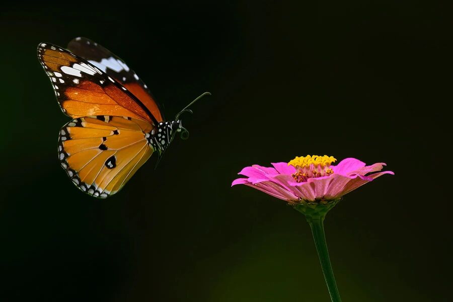 Click to enlarge butterflies electrostatic pollen gathering