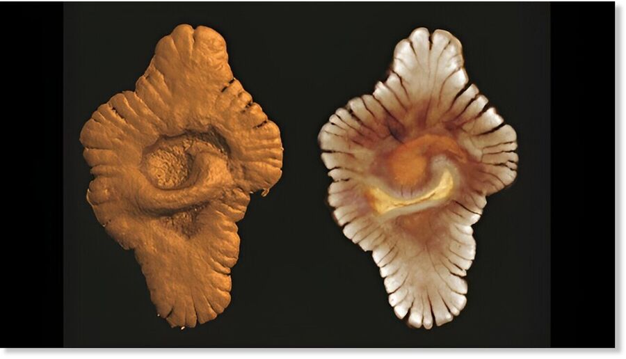 Click to enlarge lobate macrofossils