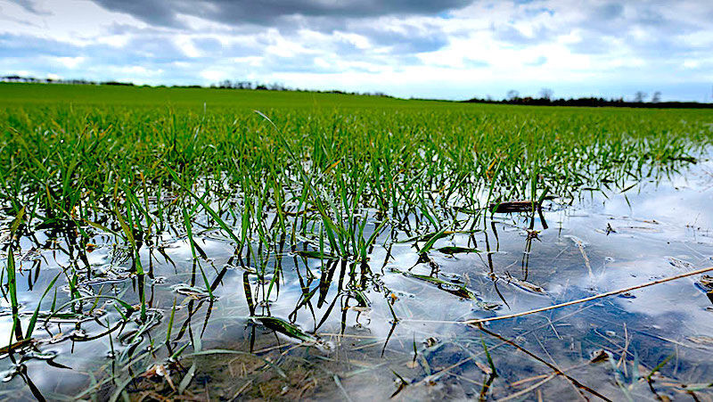 waterwheat