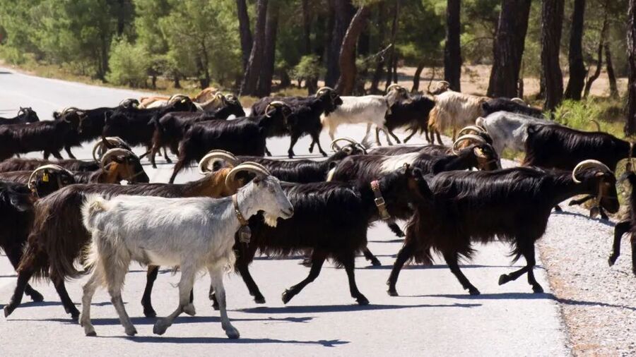 goats