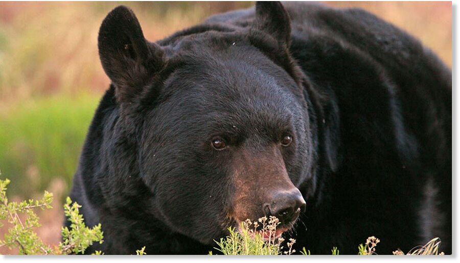 FILE: Black bear.