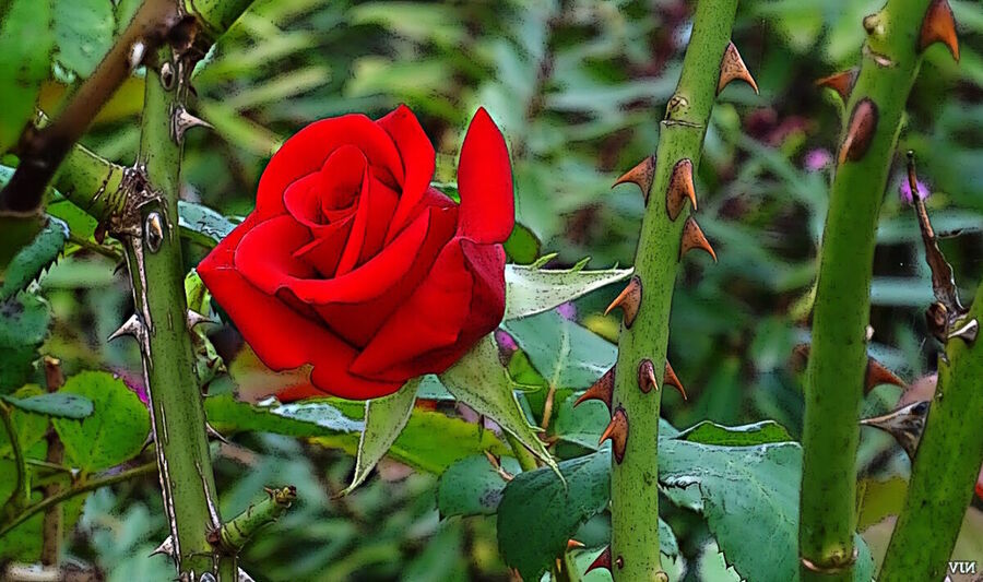 rose flower thorn prickles