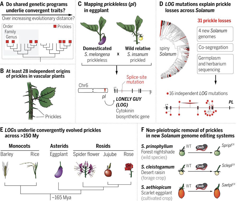 Click to enlarge gentics thorns plants convergent evolution