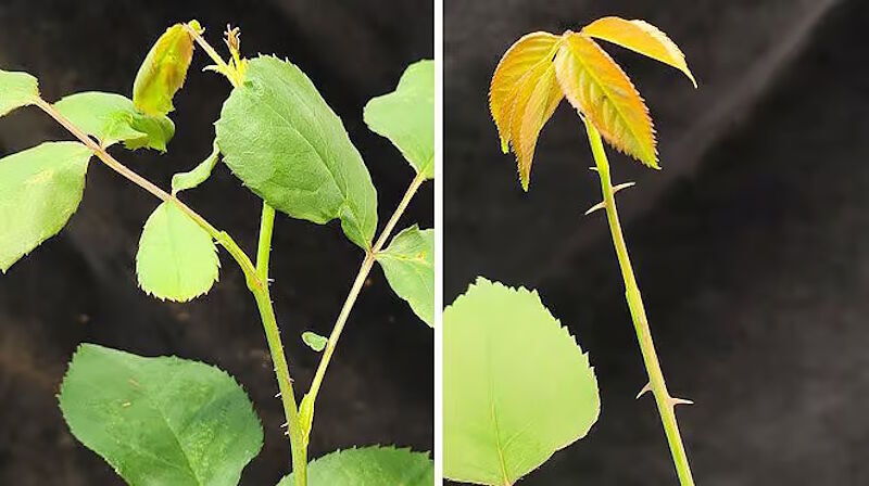 Click to enlarge genetic origins plant prickles thorns