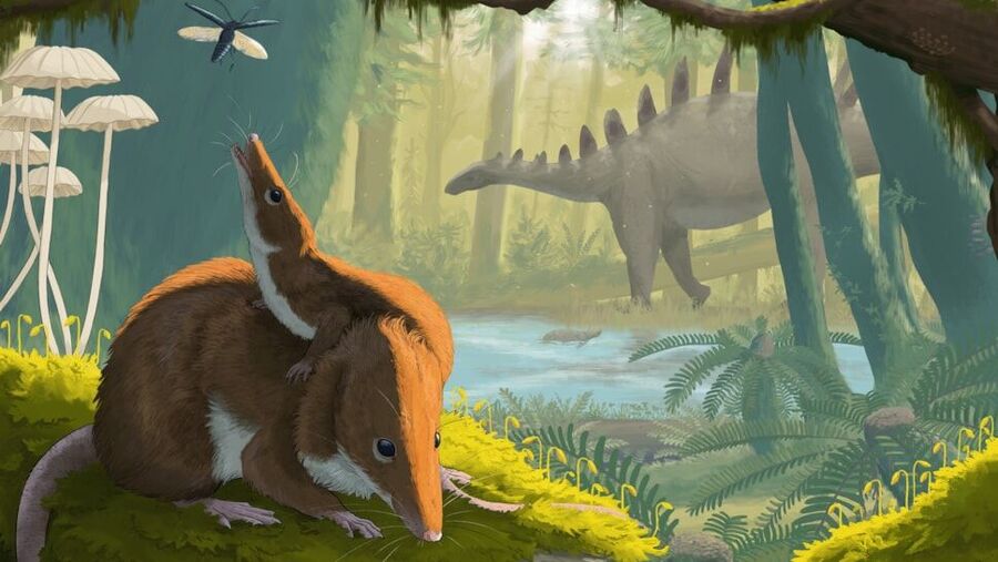 Click to enlarge jurassic mammal
