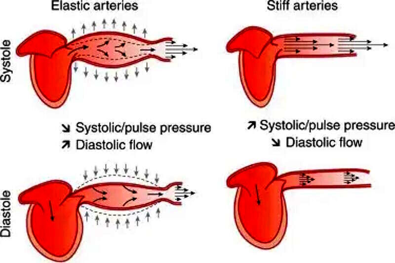 blood pressure explanation vein artery