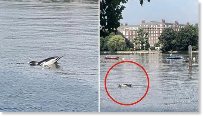Click to enlarge A dolphin was spotted in the Thames near London's Putney Bridge on Thursday, described as appearing to be ‘struggling with the tide’