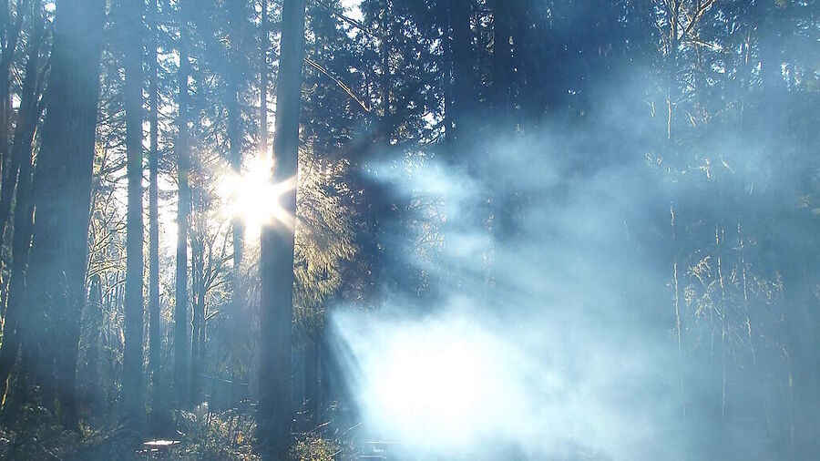 trees smoke wildfire