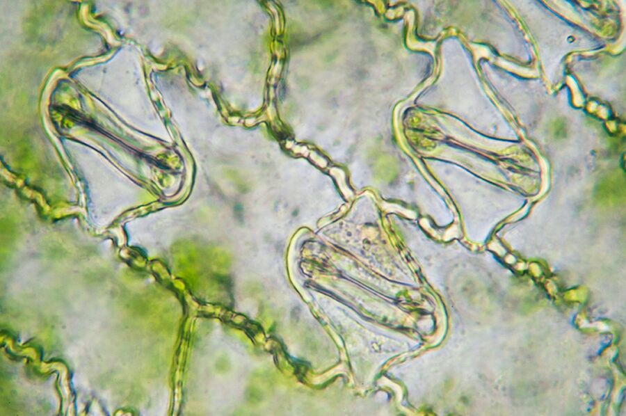 Click to enlarge leaf stoma plants breathe respiraion
