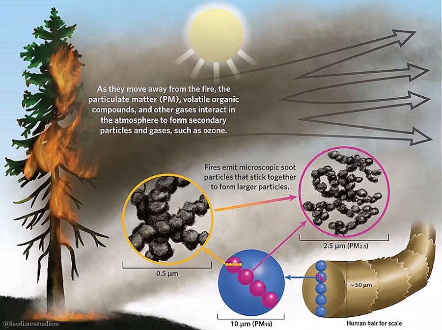 Click to enlarge trees respiration breathe smoke wild fire protection