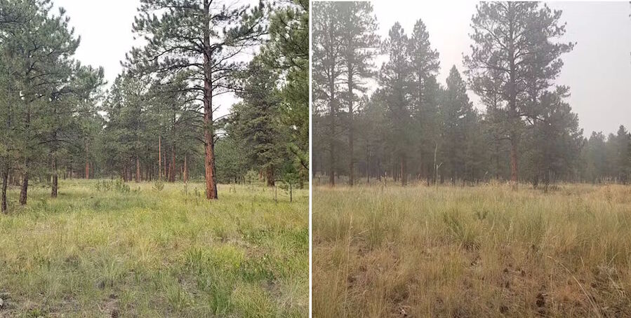 Click to enlarge trees respond wildfire smoke